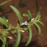 Andrographis echioides (L.) Nees